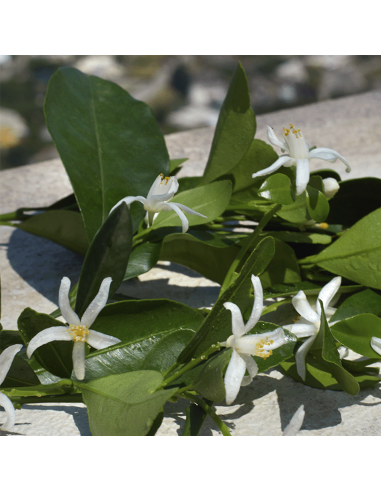 Devotion Dolce&Gabbana