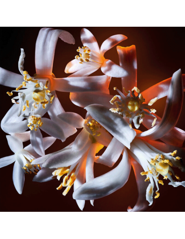 Libre Flowers & Flames Yves Saint Laurent