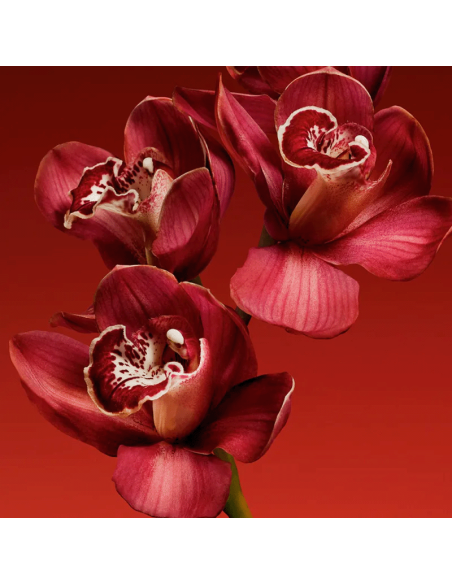 My Euphoria Calvin Klein