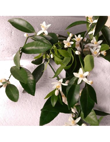 Devotion Intense Dolce&Gabbana