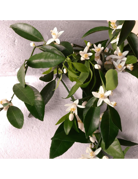 Devotion Intense Dolce&Gabbana