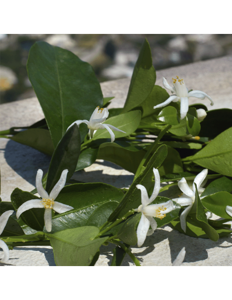 Devotion Dolce&Gabbana