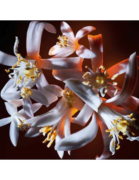 Libre Flowers & Flames Yves Saint Laurent