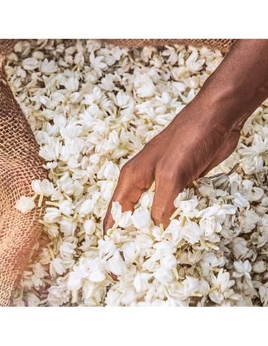 Alien Eau de Toilette Mugler