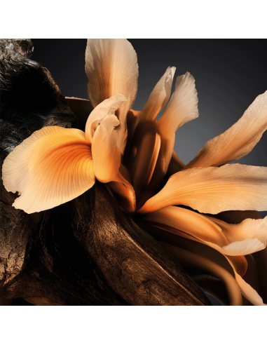 Boss Bottled Parfum Hugo Boss