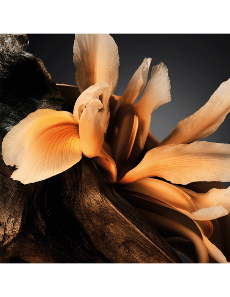 Boss Bottled Parfum Hugo Boss