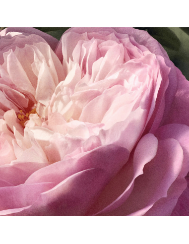 Chloé Eau de Parfum Naturelle Chloé