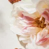 CHLOE WOMAN EDP | ESENNIA