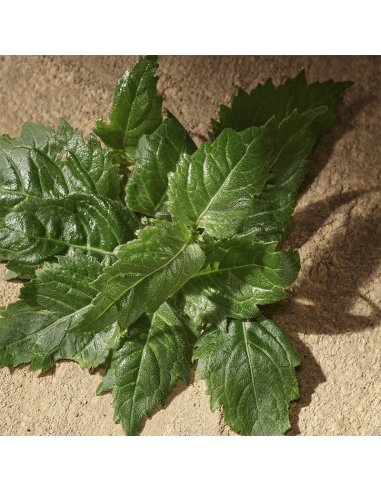 Devotion Pour Homme Dolce&Gabbana