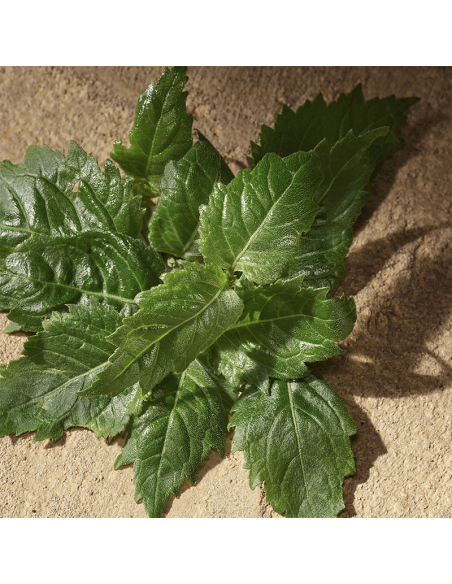 Devotion Pour Homme Dolce&Gabbana