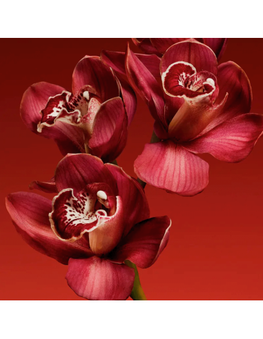 My Euphoria Calvin Klein