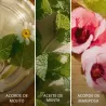 Brisa Cubana Escada | ESENNIA